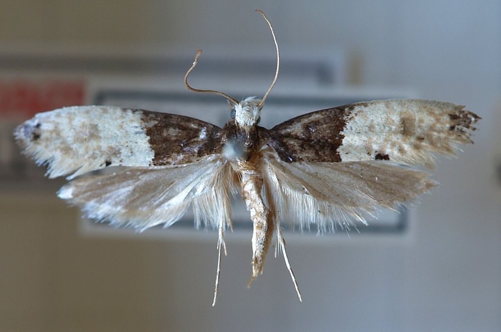 carpet moths more common avonvale